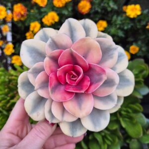 Echeveria Rainbow
