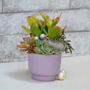 Aranjament suculent natural, in vas ceramic lila