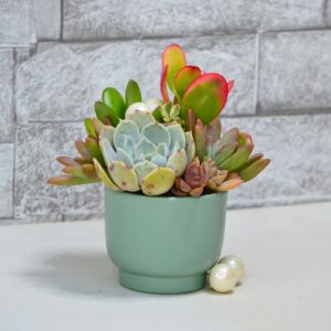 Aranjament suculent natural, in vas ceramic verde-turcoaz