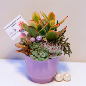 Aranjament suculent natural, in vas ceramic lila