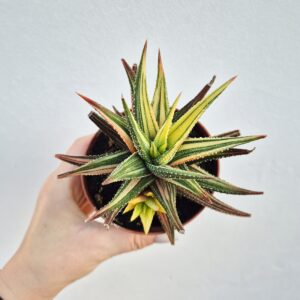 Haworthia attenuata variegata, mare