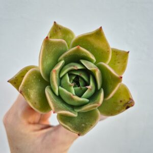 Echeveria agavoides