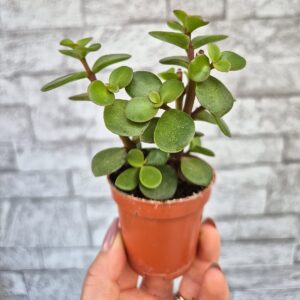 Portulacaria afra, mica