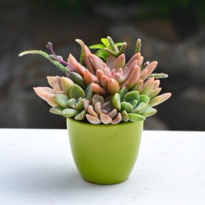 Aranjament suculent natural, in vas ceramic verde-lucios