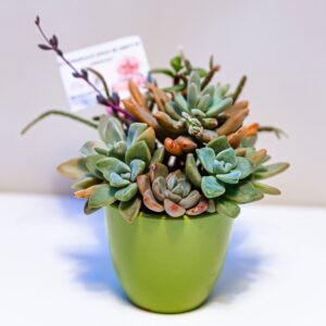 Aranjament suculent natural, in vas ceramic verde-lucios