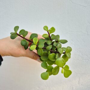 Portulacaria afra, mica