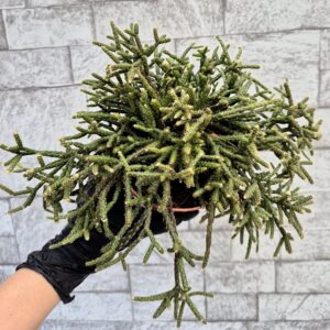 Rhipsalis pilocarpa
