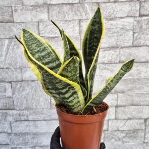 Sansevieria trifasciata