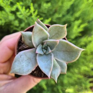 Echeveria madiba
