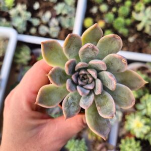 Echeveria orion