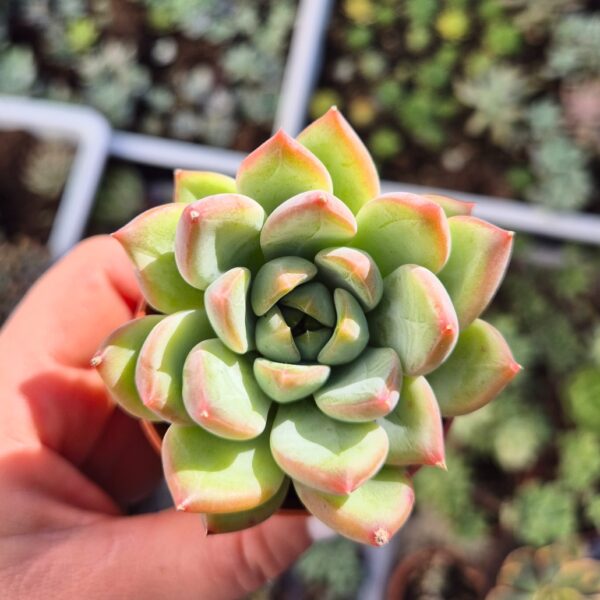 Echeveria apus