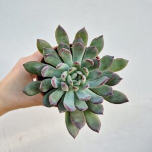 Echeveria orion
