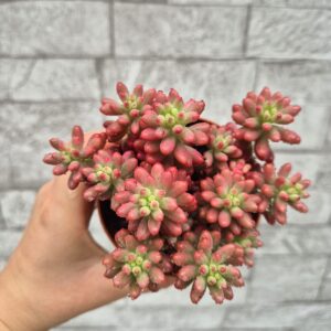 Sedum rubrotinctum "aurora"