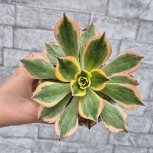 Aeonium sunburst