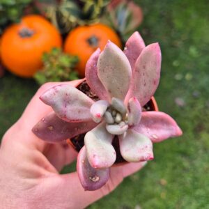 Graptoveria pink donna