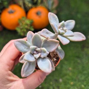Graptoveria sp.