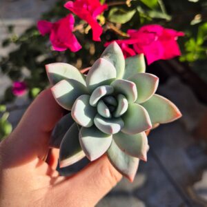 Pachyveria Powder Puff