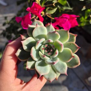 Echeveria chihuahuensis