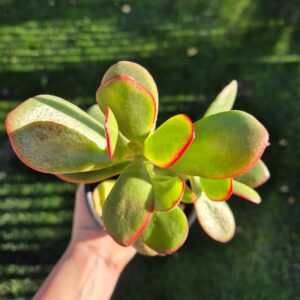 Crassula ovata tricolor, 10 cm