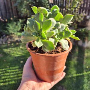 Aeonium haworthii, mare