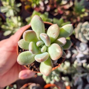Graptoveria opalina