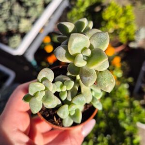 Graptoveria hibrid