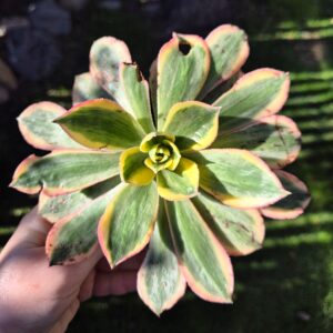 Aeonium sunburst