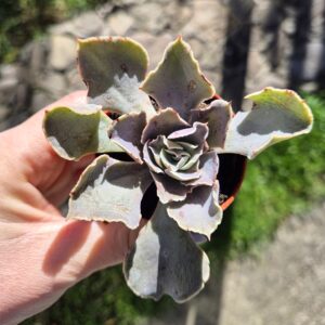 Echeveria shaviana !oferta