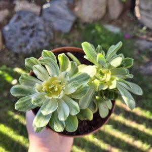 Aeonium castello paivae variegata suncup, 10,5 cm