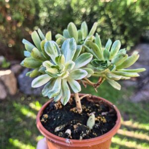 Aeonium castello paivae variegata suncup, mare 4