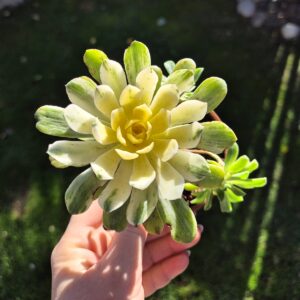 Aeonium castello paivae variegata suncup, mare2