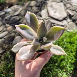 Graptopetalum paraguayense !oferta