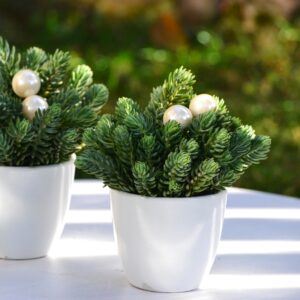 Aranjament rezistent la ger, in vas ceramic