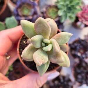 Graptoveria pink donna