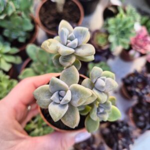Graptoveria hibrid