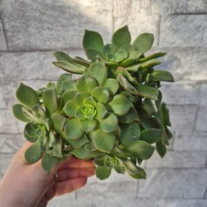 Aeonium haworthii, mare