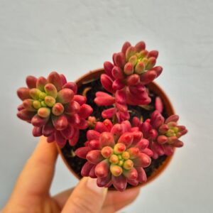 Sedum rubrotinctum "aurora"