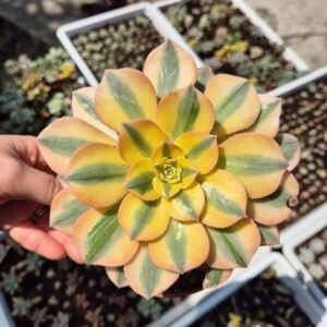 Aeonium sunburst