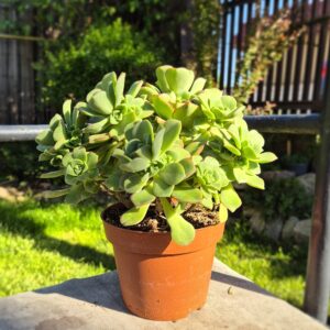Aeonium haworthii, mare