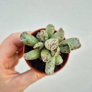 Adromischus cooperi
