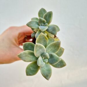 Graptoveria hibrid