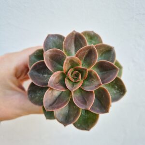 Echeveria melaco