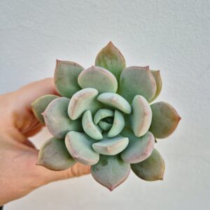 Graptoveria opalina