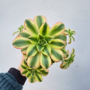 Aeonium floresens