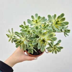 Aeonium castello paivae variegata suncup