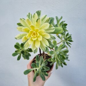 Aeonium castello paivae variegata suncup, 9 cm