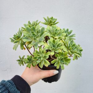 Aeonium castello paivae variegata suncup