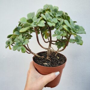 Aeonium haworthii, mare