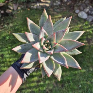 Echeveria colorata 12 cm