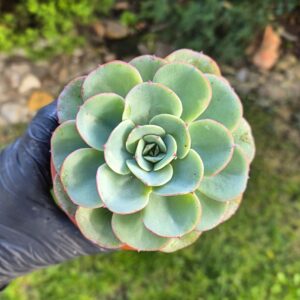 Echeveria sp. 9 cm